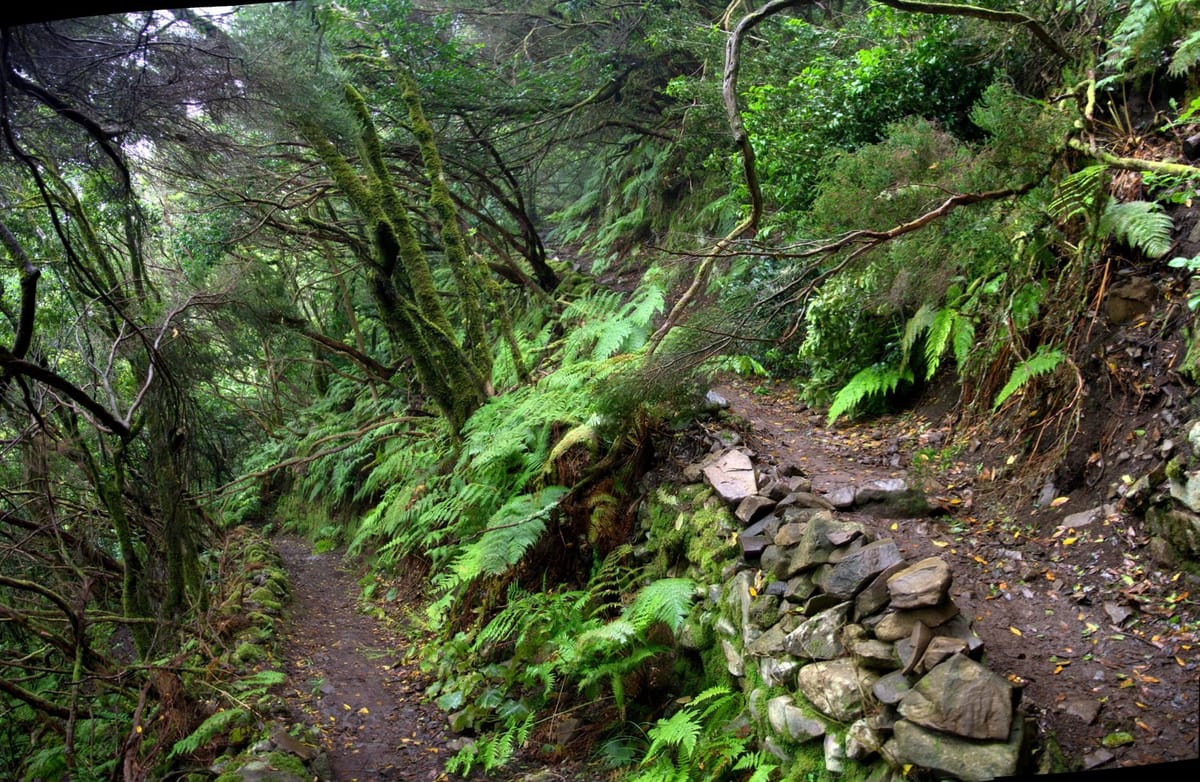 Trilha em zigue-zague numa encosta verde do maciço de Anaga, em Tenerife