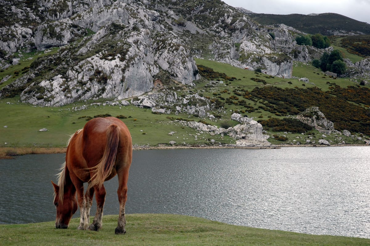 Cavalo pastando à beira de um lago de montanha, com encostas verdes ao fundo